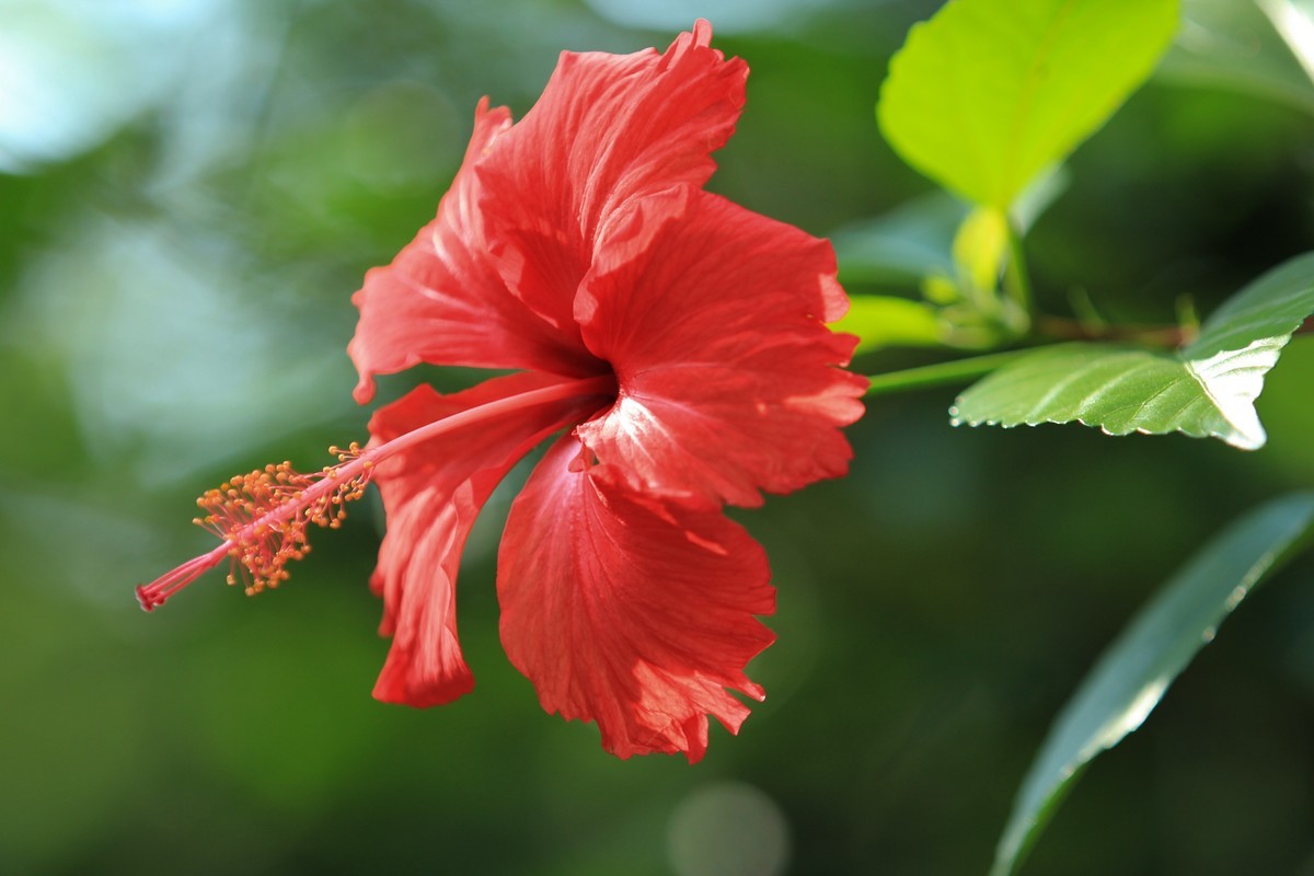 拍摄花卉一（348）