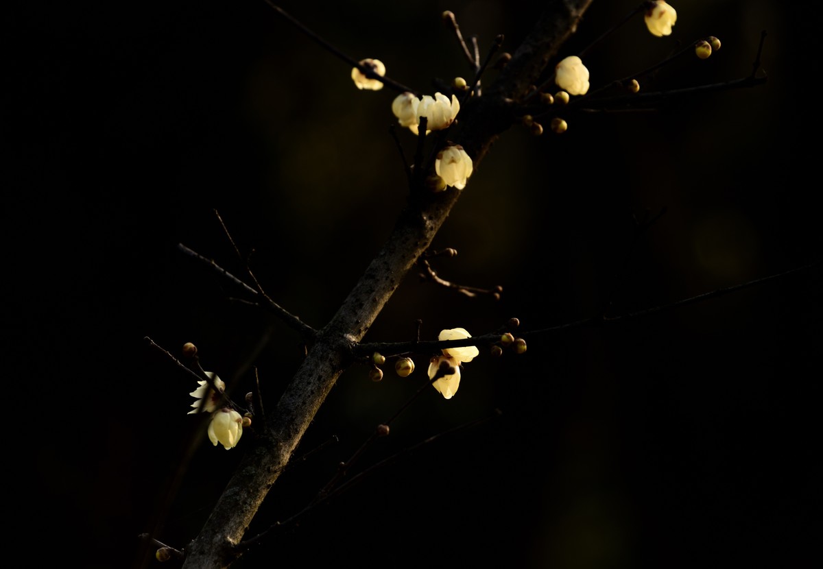 塔子山公园赏梅【3】