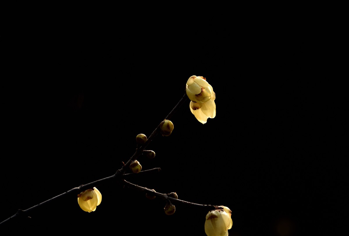 塔子山公园赏梅【3】