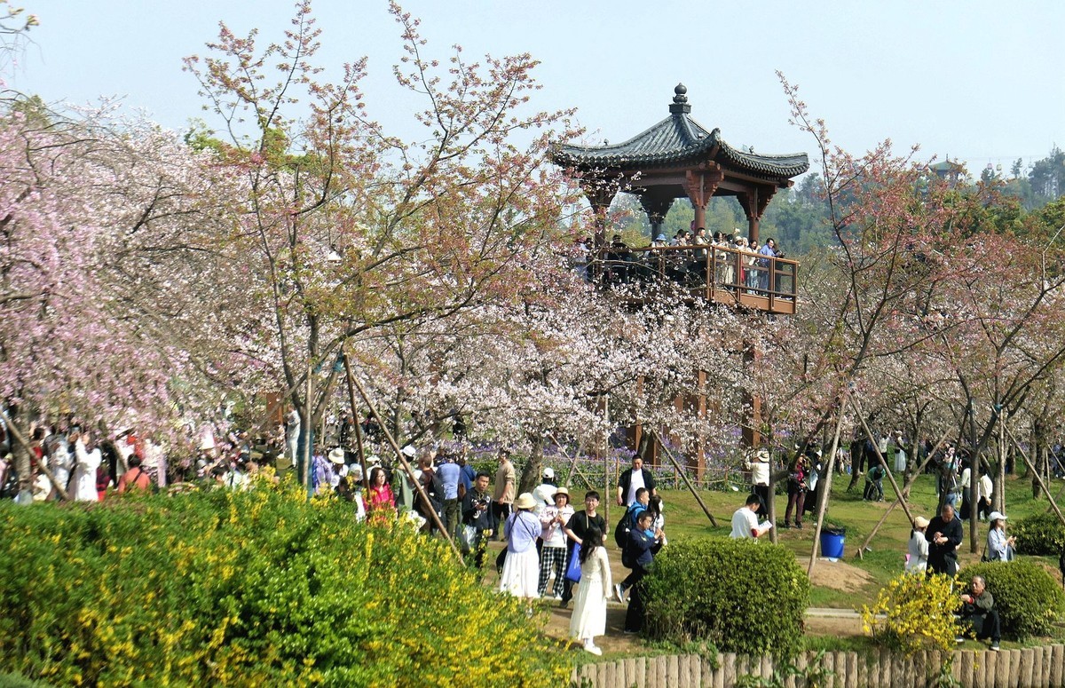 樱花盛开的时候二