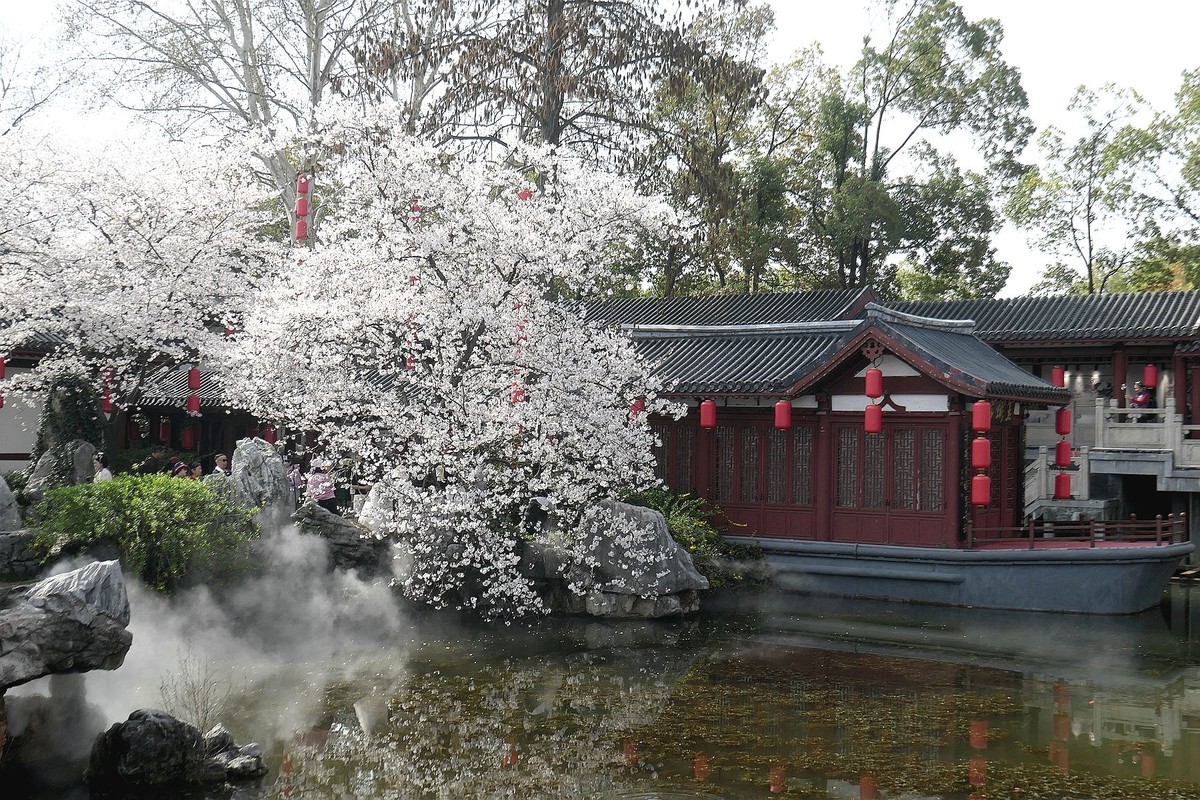 樱花盛开的时候二