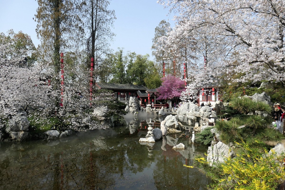 樱花盛开的时候二