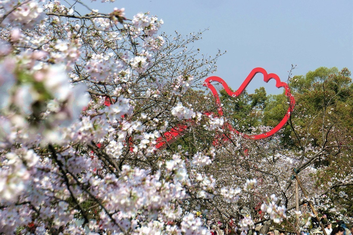 樱花盛开的时候二