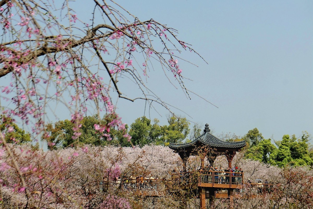 樱花盛开的时候二