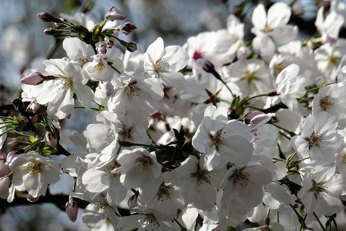 樱花盛开的时候二