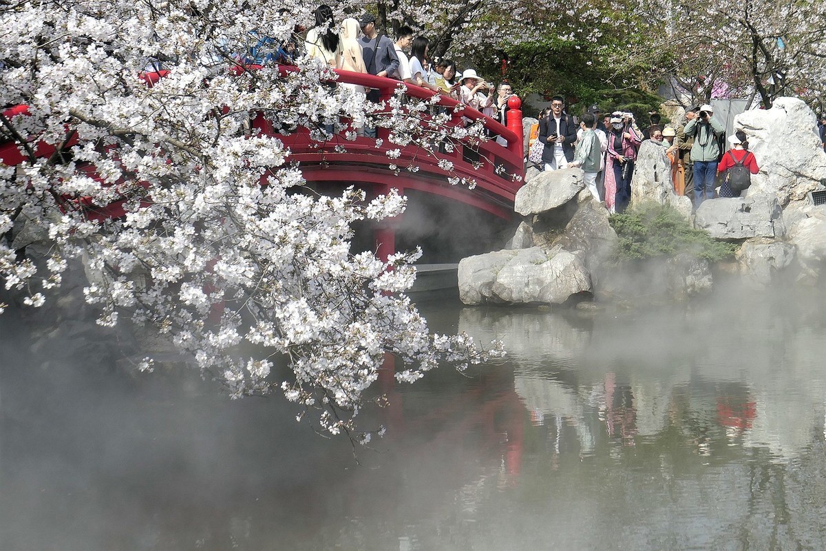樱花盛开的时候二