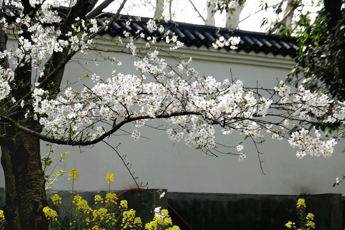 樱花盛开的时候二