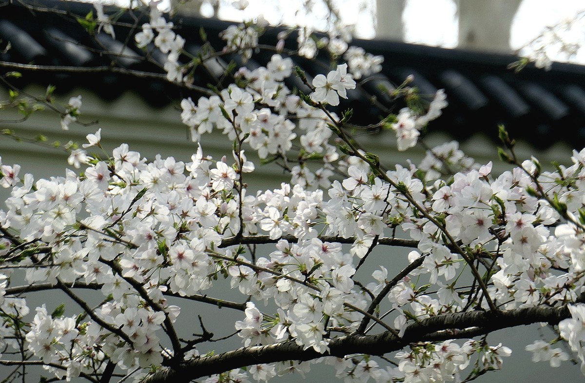 樱花盛开的时候二