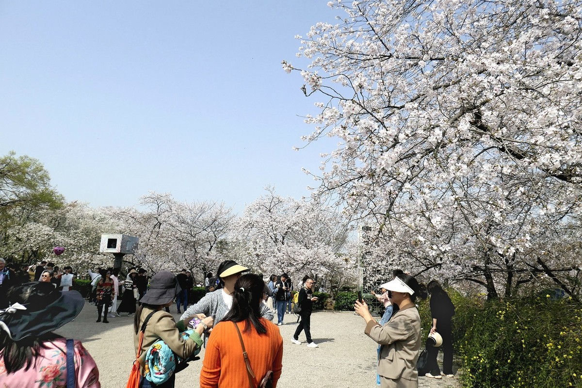 樱花盛开的时候二