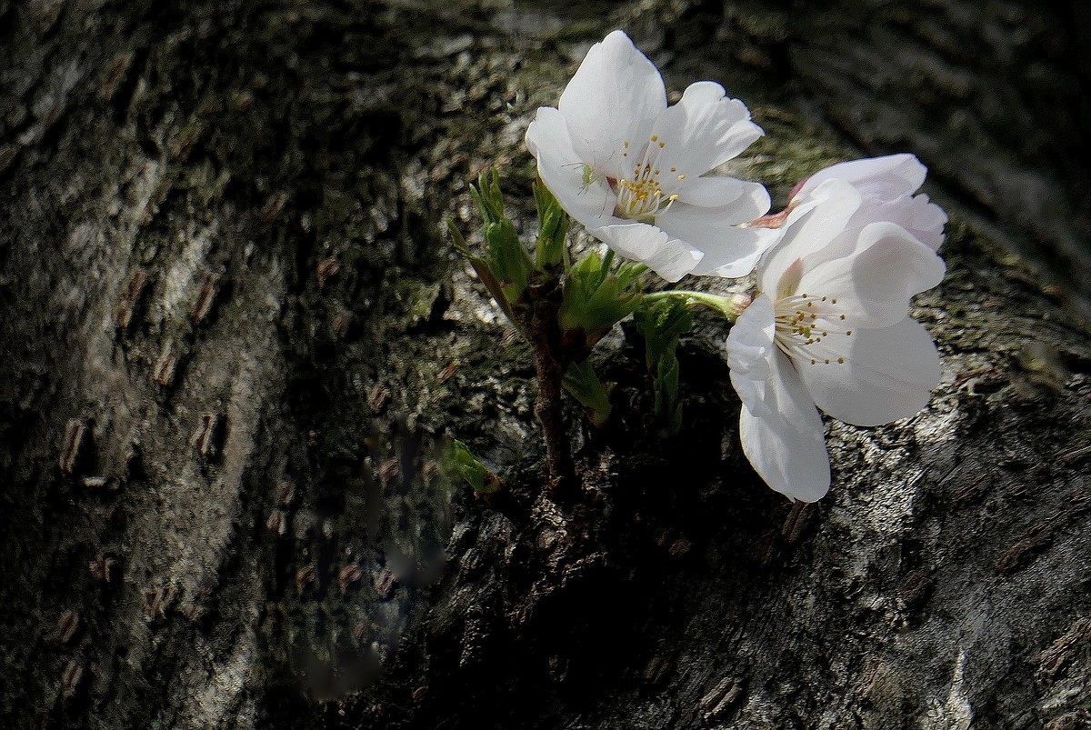 樱花盛开的时候二