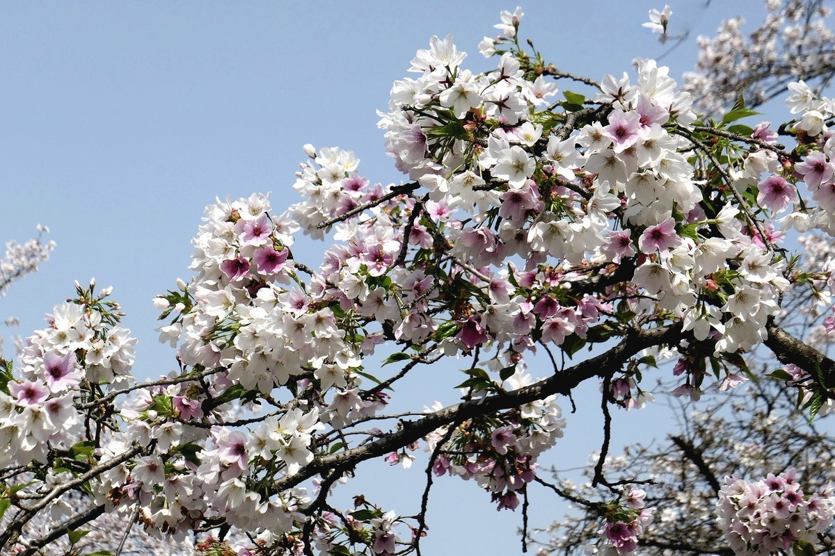 樱花盛开的时候二