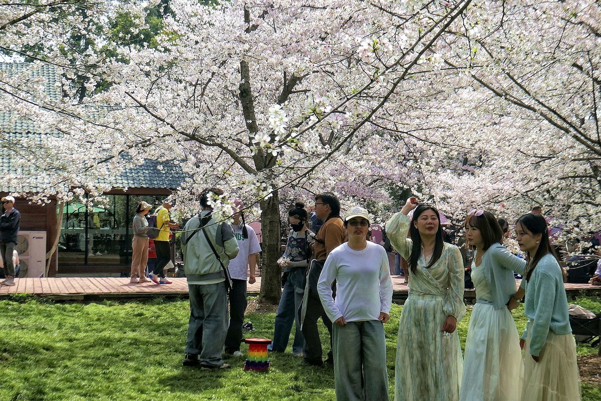 樱花盛开的时候二