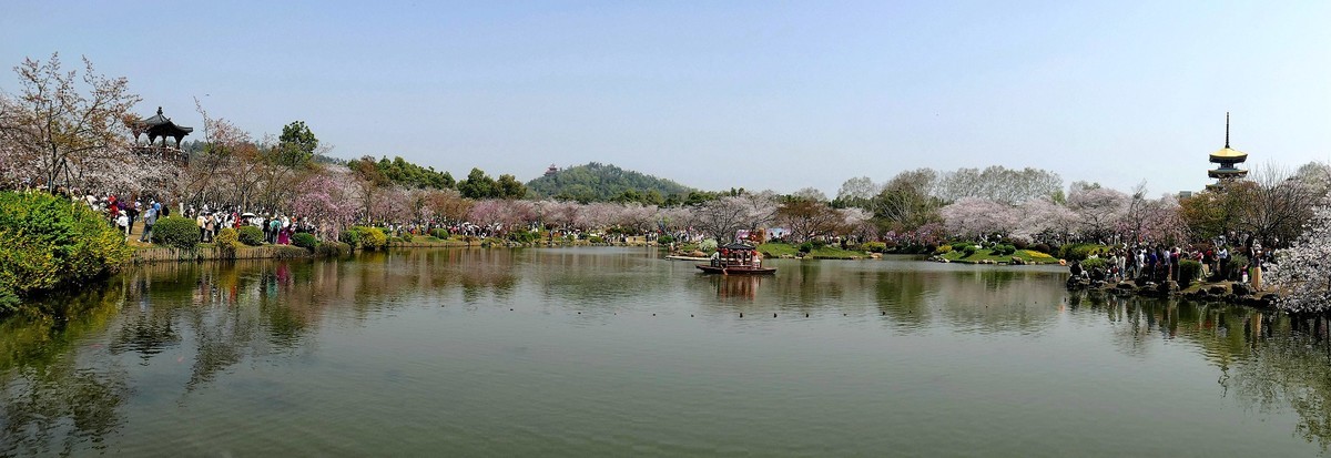 樱花盛开的时候二