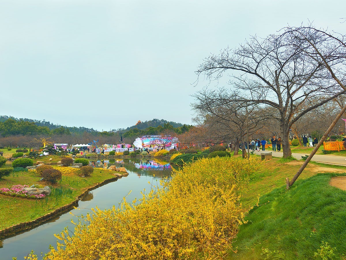 武汉东湖樱花园8