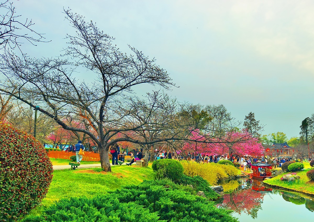 武汉东湖樱花园8