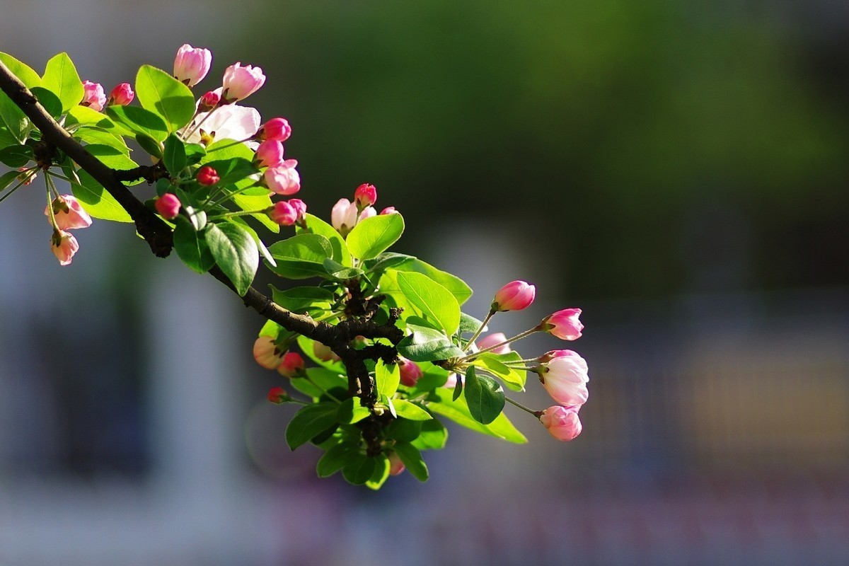 路边的西府海棠