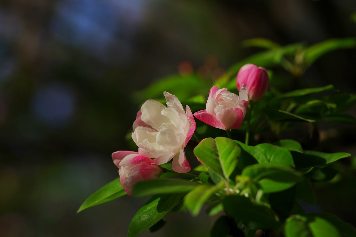 路边的西府海棠