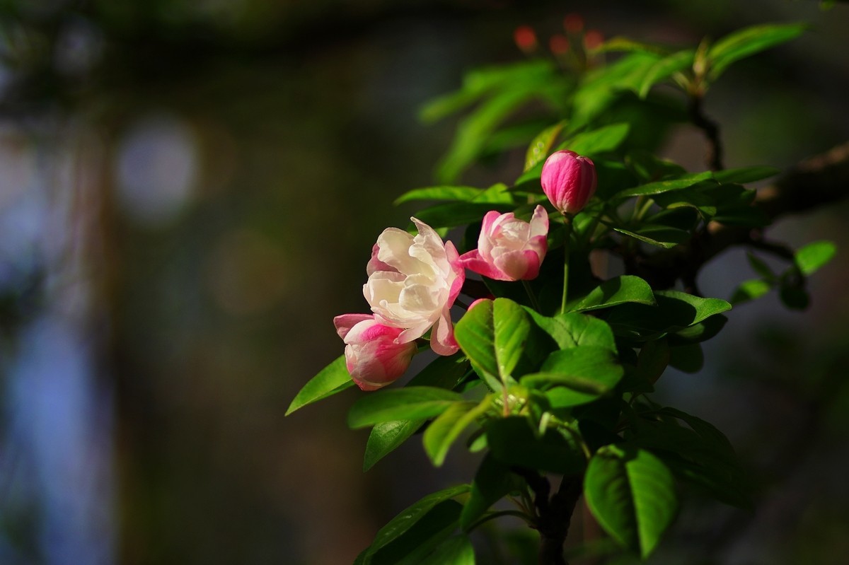 路边的西府海棠