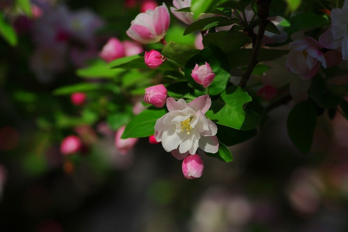 路边的西府海棠