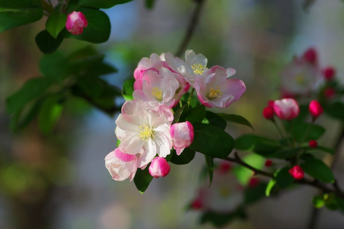 路边的西府海棠