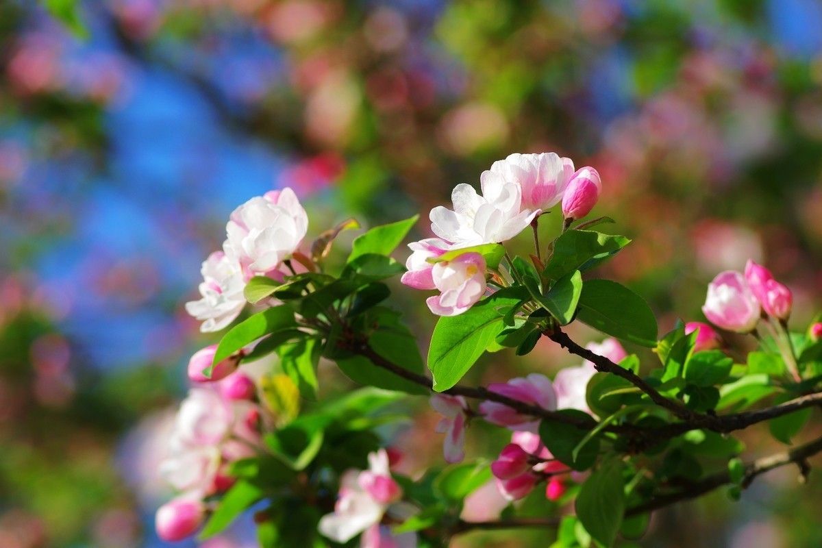 路边的西府海棠