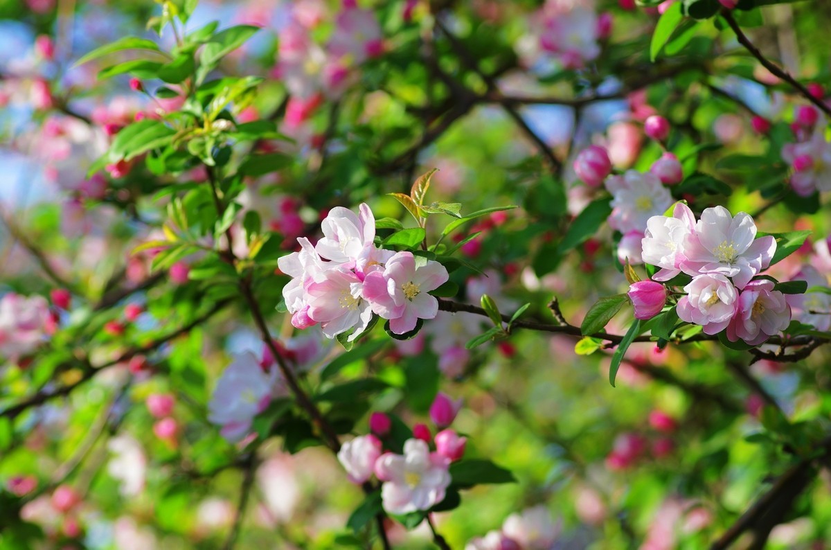 路边的西府海棠