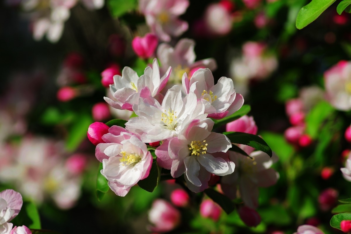 路边的西府海棠