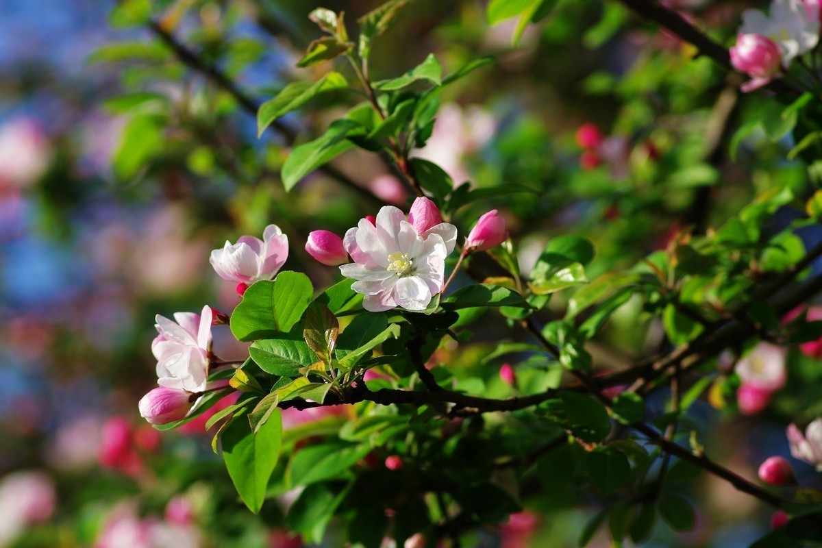 路边的西府海棠