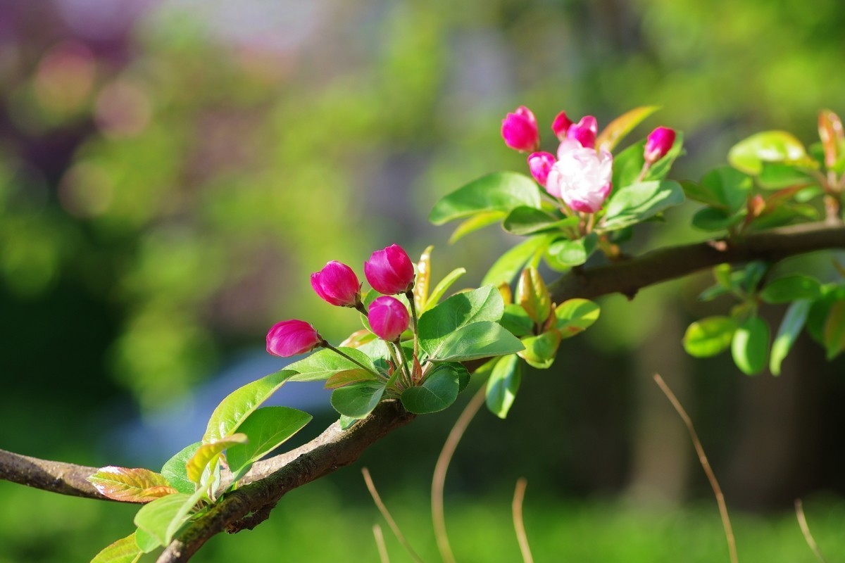 路边的西府海棠