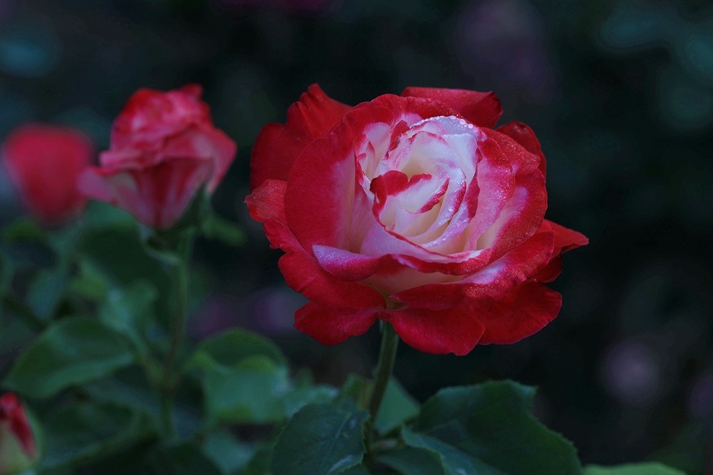 美好的期待---月季