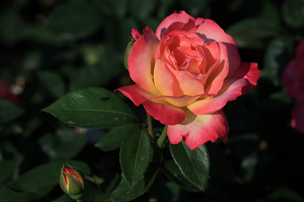 美好的期待---月季