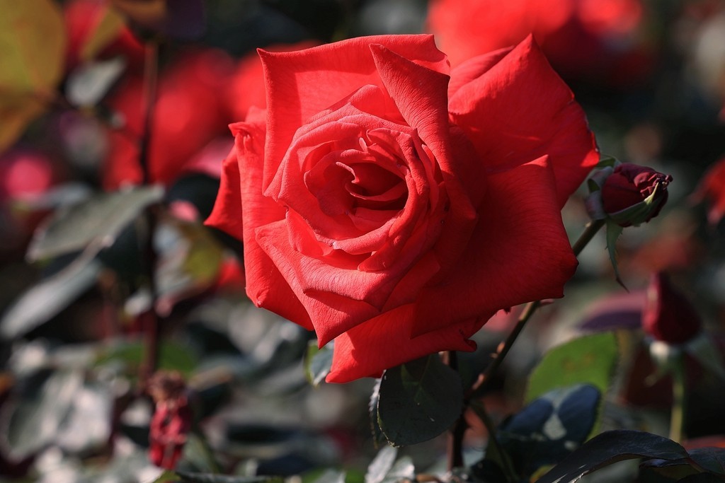 美好的期待---月季