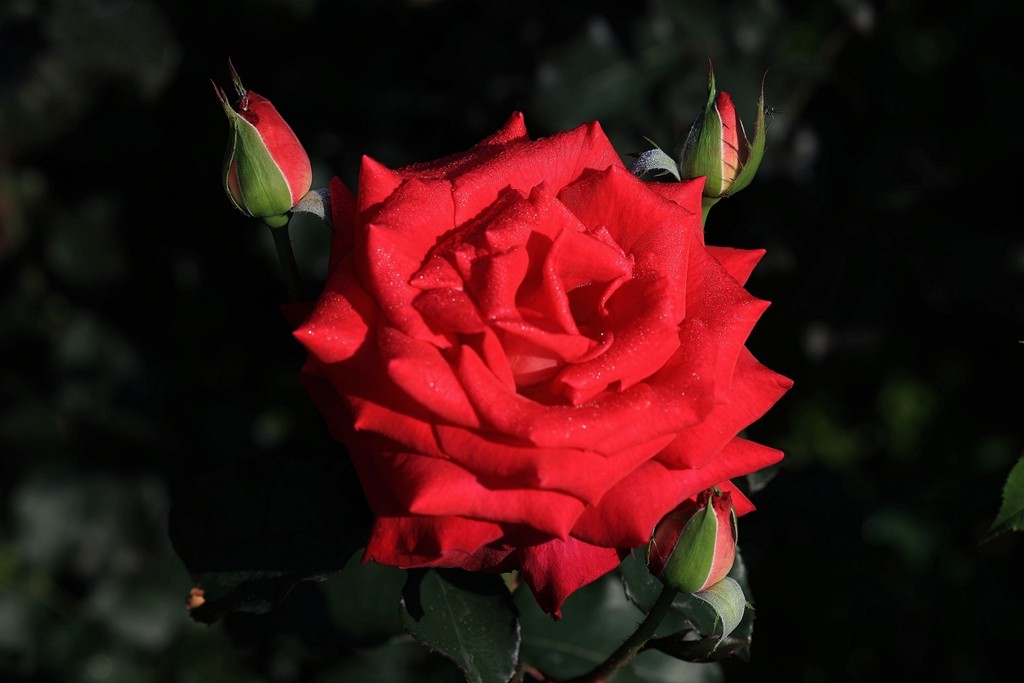 美好的期待---月季