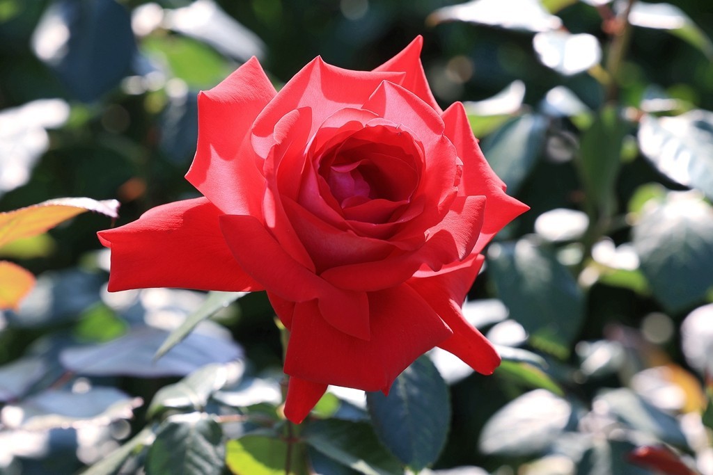 美好的期待---月季