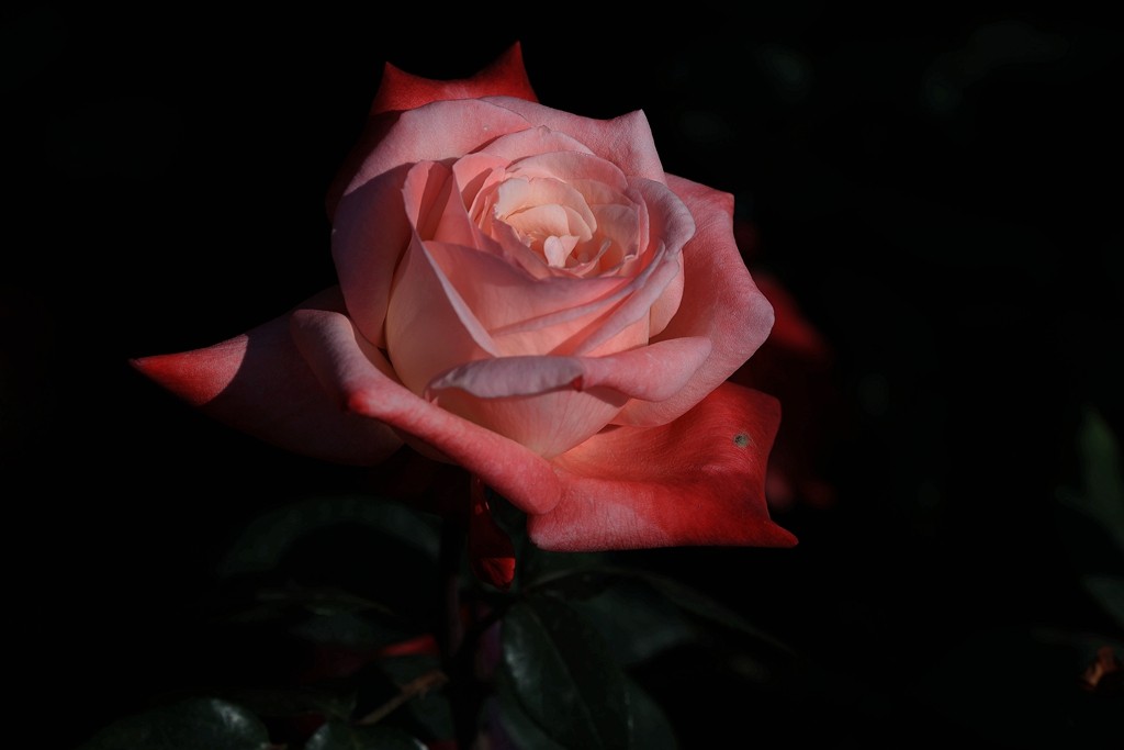 美好的期待---月季