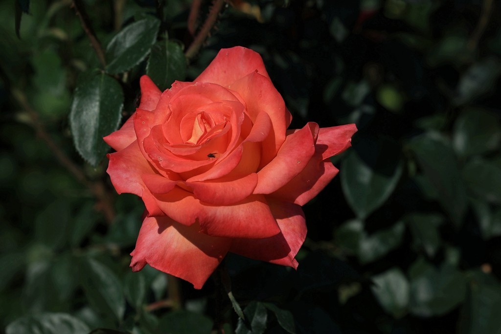 美好的期待---月季