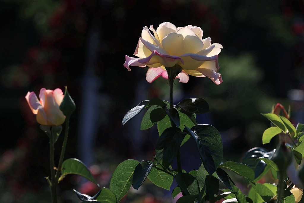 美好的期待---月季