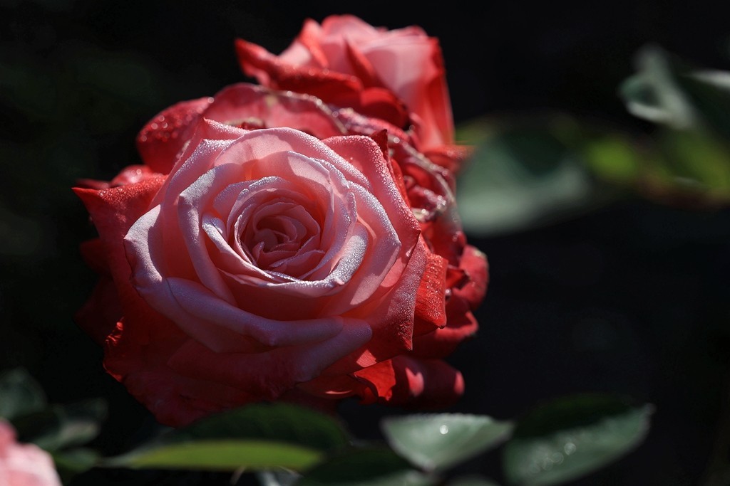 美好的期待---月季