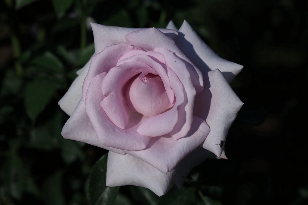 美好的期待---月季