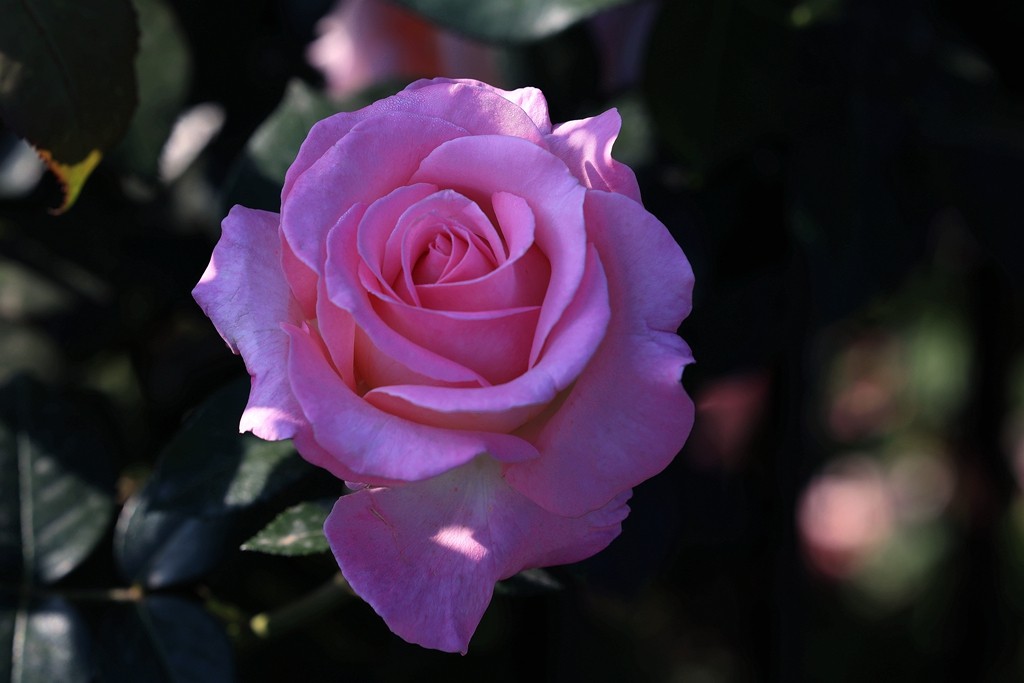 美好的期待---月季