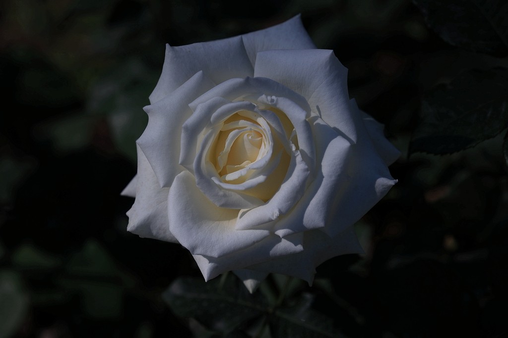 美好的期待---月季