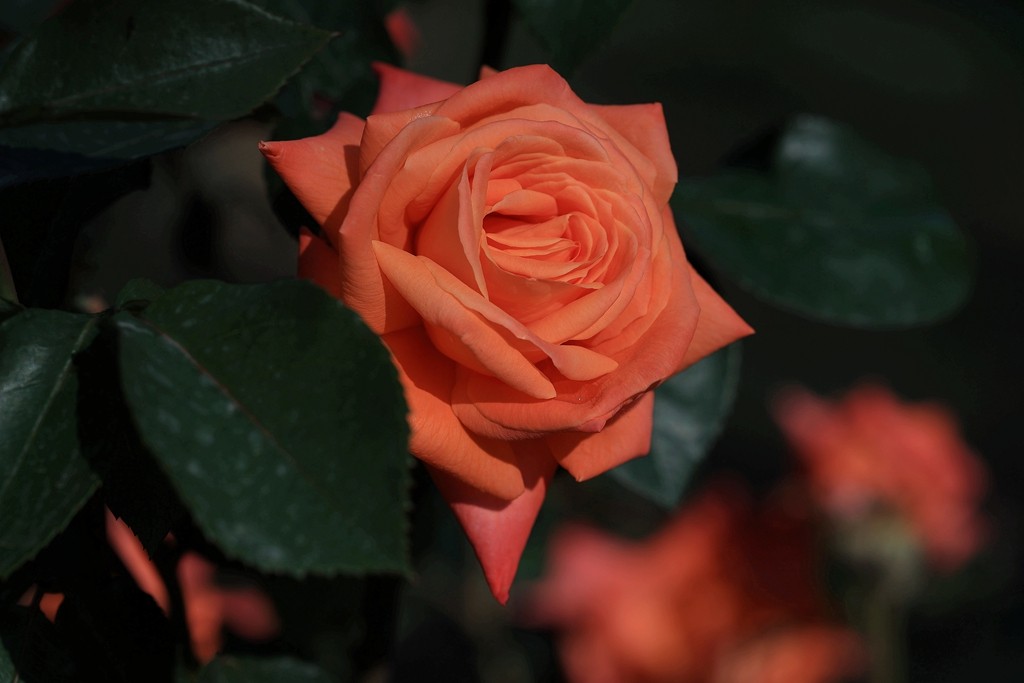 美好的期待---月季