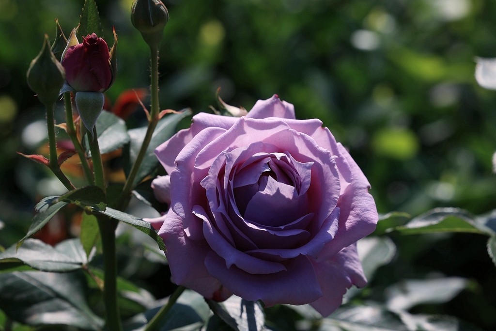 美好的期待---月季