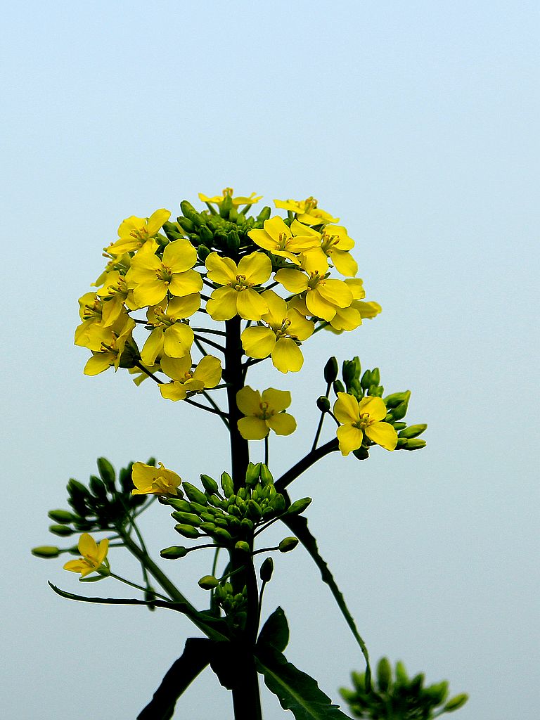 油菜花-5