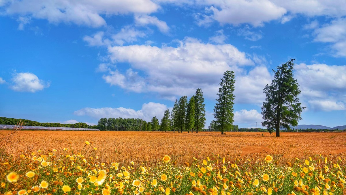 大佛脚下丰收年