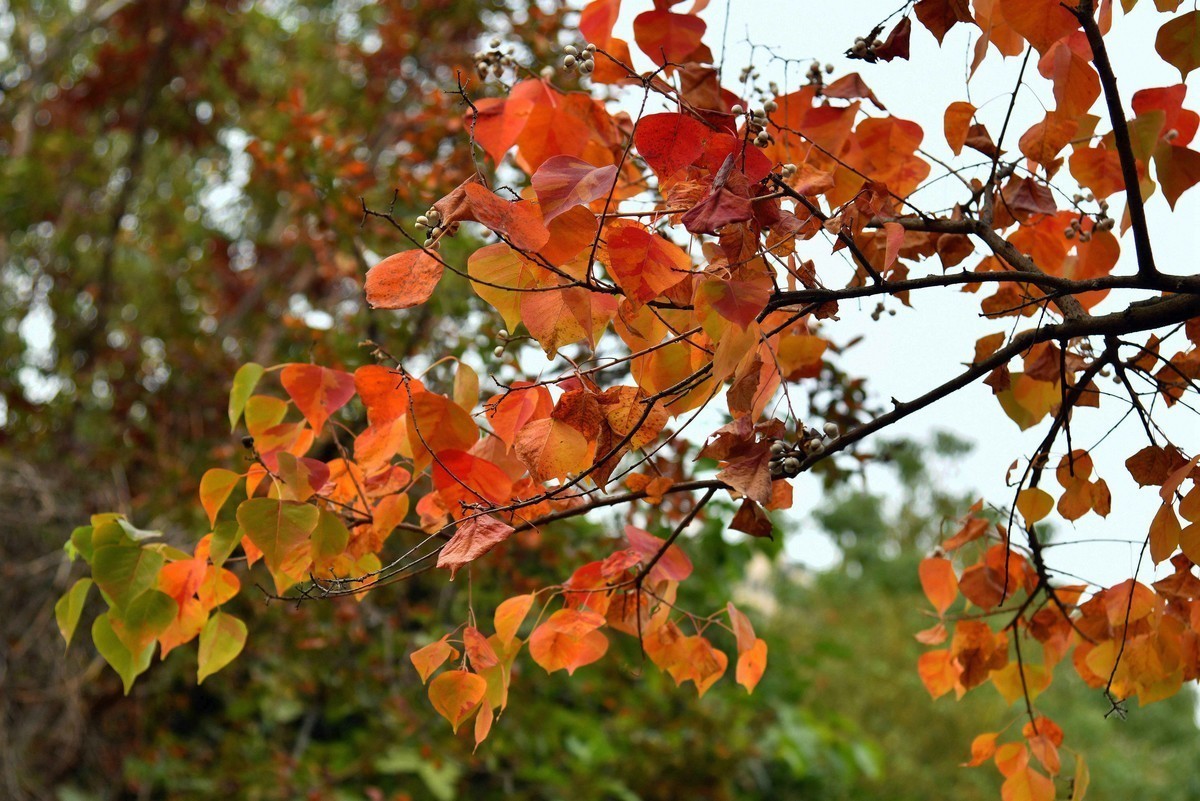 #合肥摄影星空(中国)精华展示#