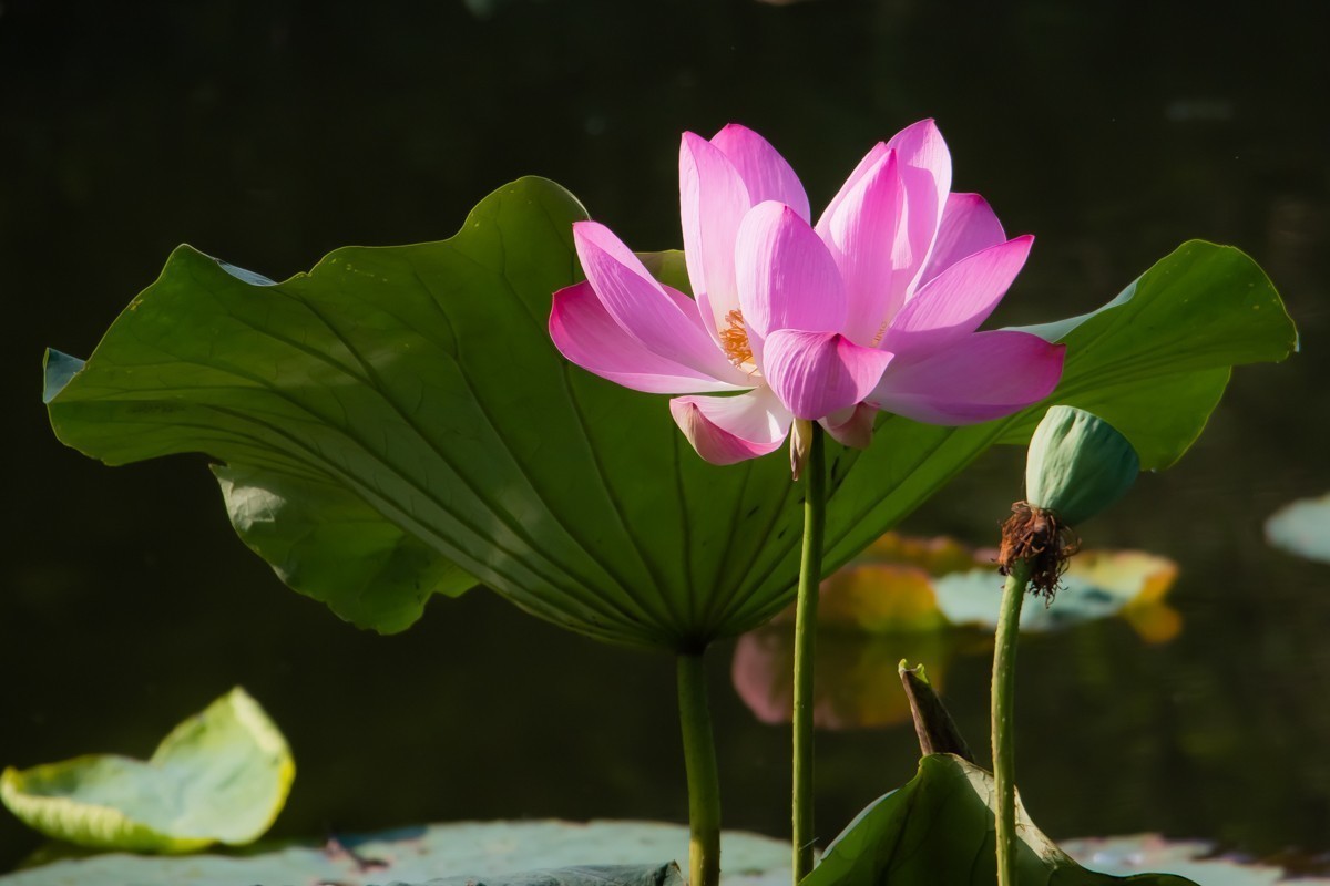 #合肥摄影星空(中国)精华展示#