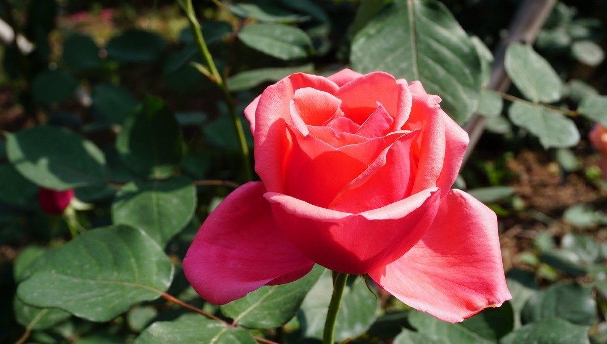 玫瑰月季分不清