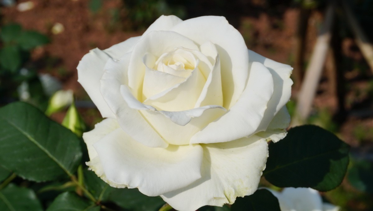 玫瑰月季分不清