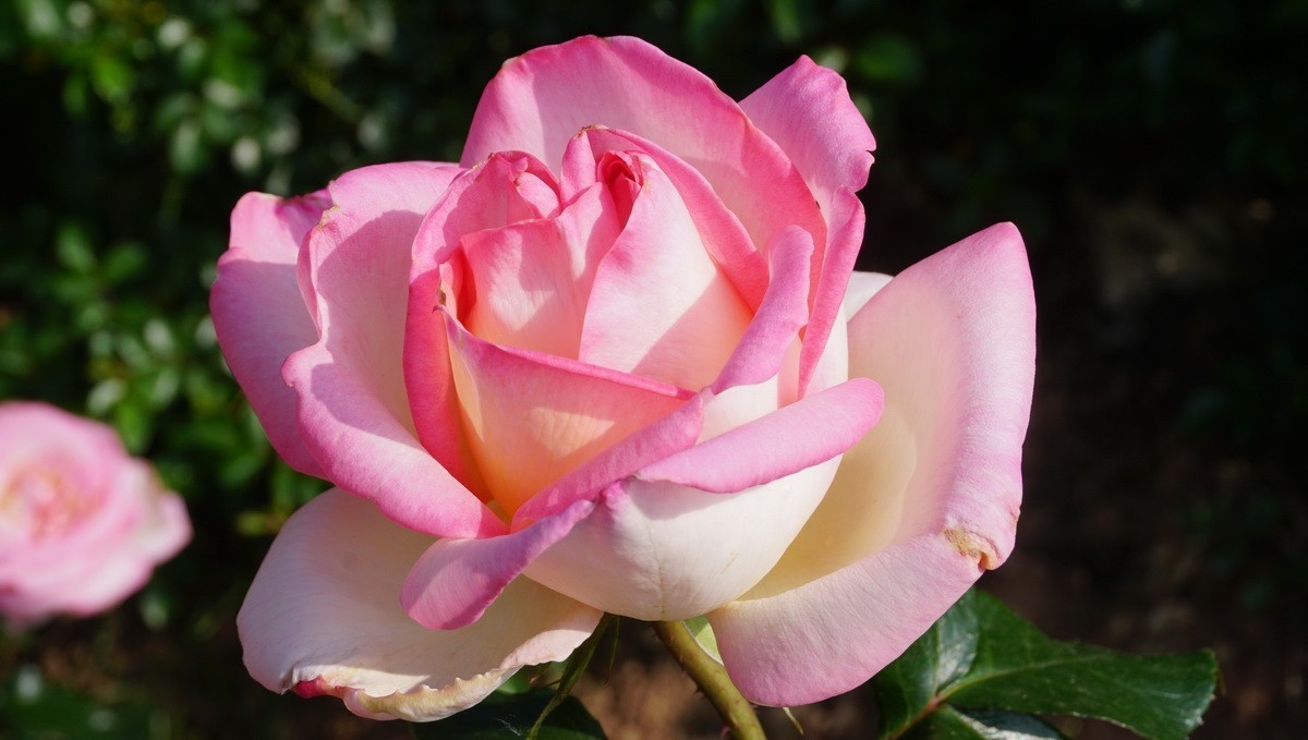 玫瑰月季分不清